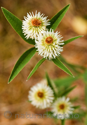 BB 06 0054 / Trifolium montanum / Bakkekløver